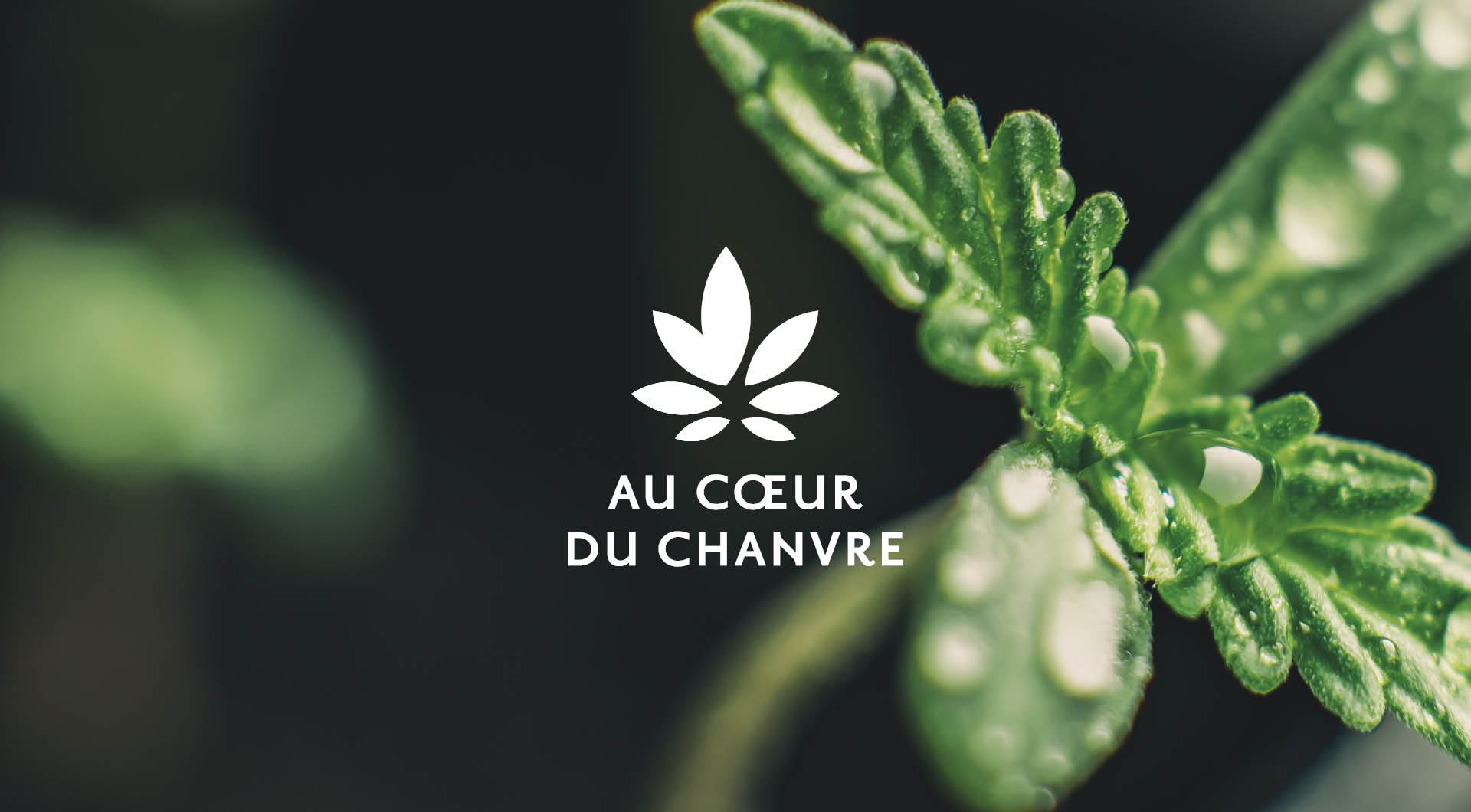 Au Cœur du Chanvre
