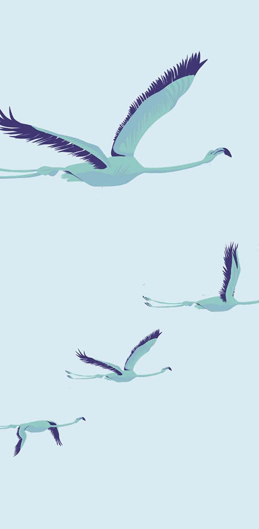 Identité visuelle - Illustration Flamand rose Astral