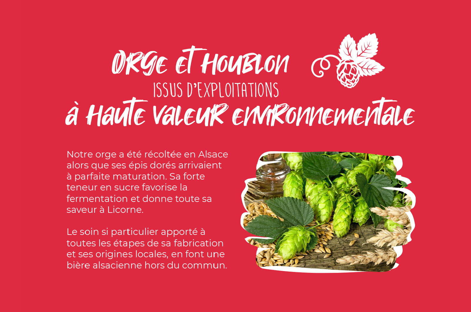 Identité visuelle - Brasserie Licorne création graphique
