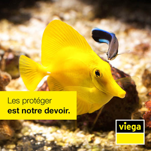 Identité visuelle - Viega